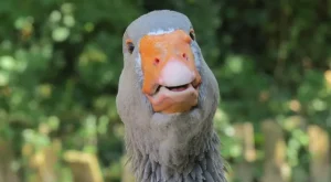 Hele bakın kim gelmiş